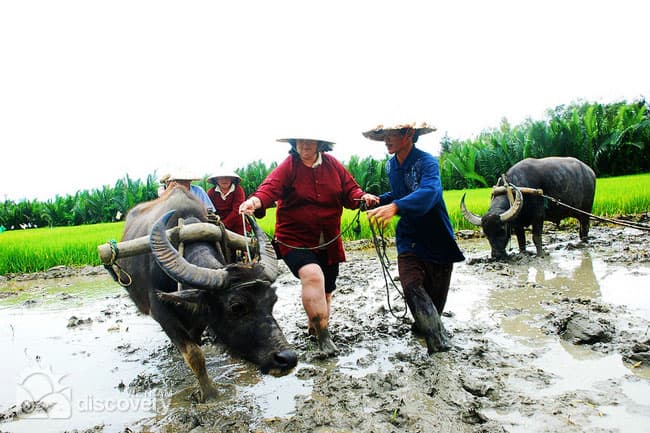 Half-day Tour to Experience Wet Rice Cultivation