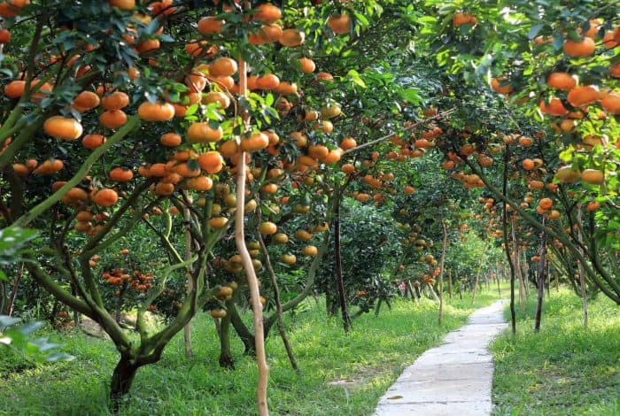 Top 3 Most Famous and Largest Fruit Orchards in…