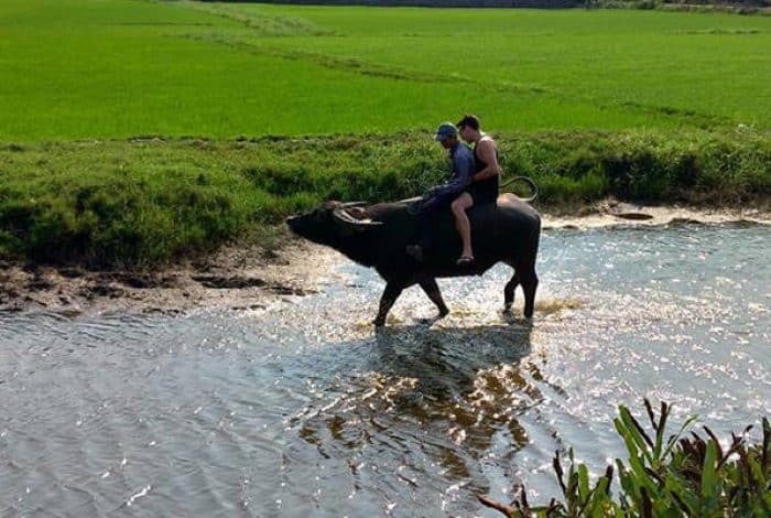 Riding a Water Buffalo in Hoi An – Unique…